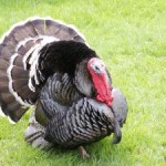 Turkey